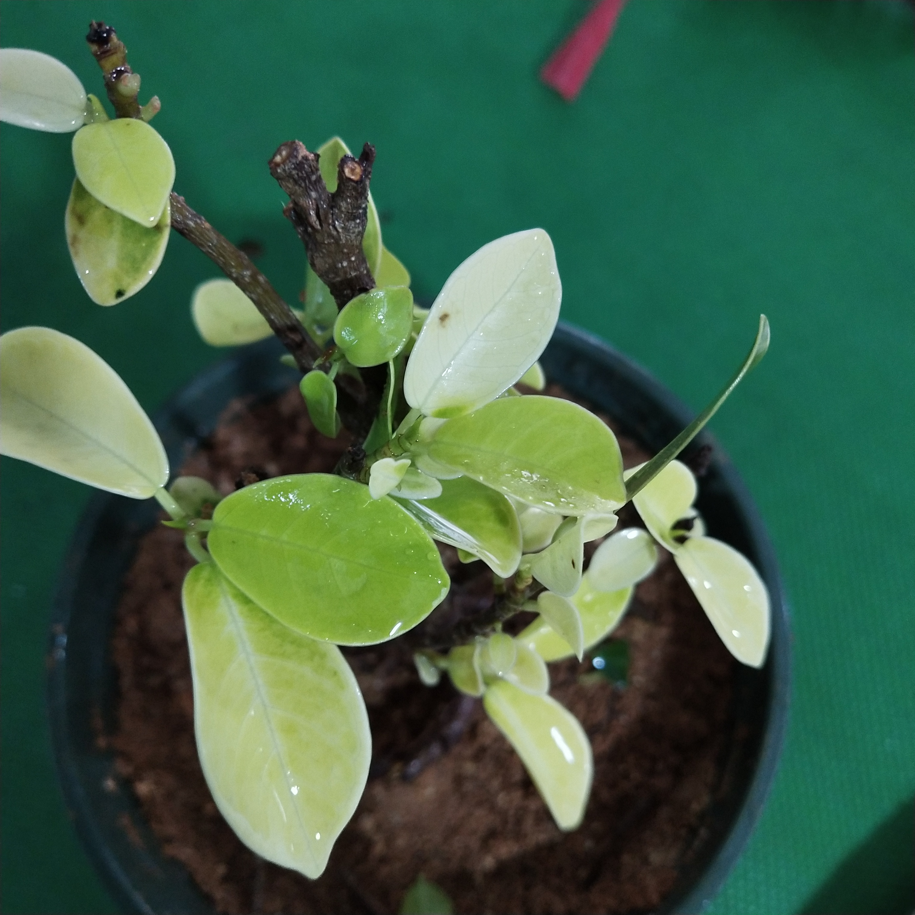 各位花友,走过路过不要错过,我请问一下这个是什么树,在山边挖的,感觉