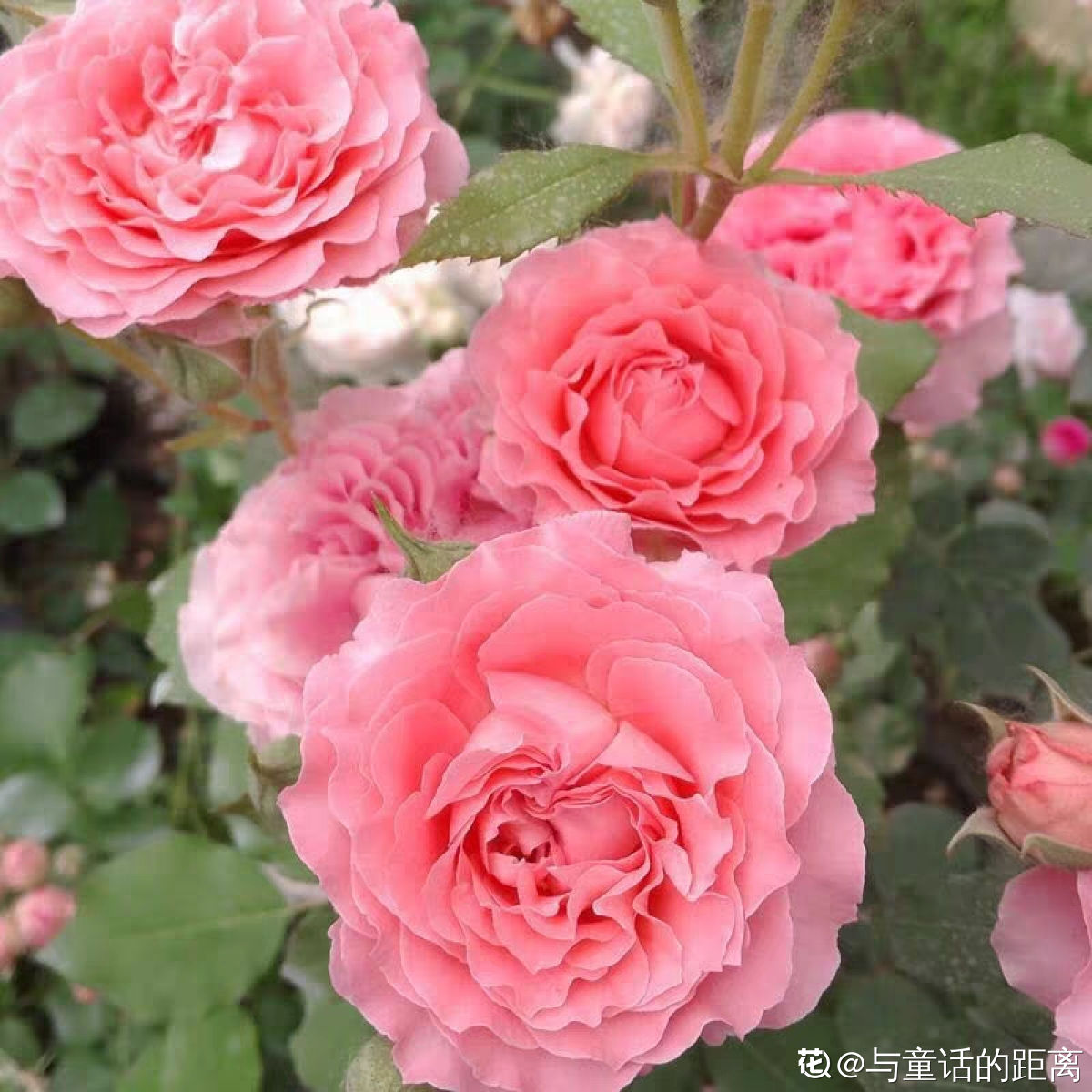 粉色月季花-鲜花摄影壁纸预览 | 10wallpaper.com