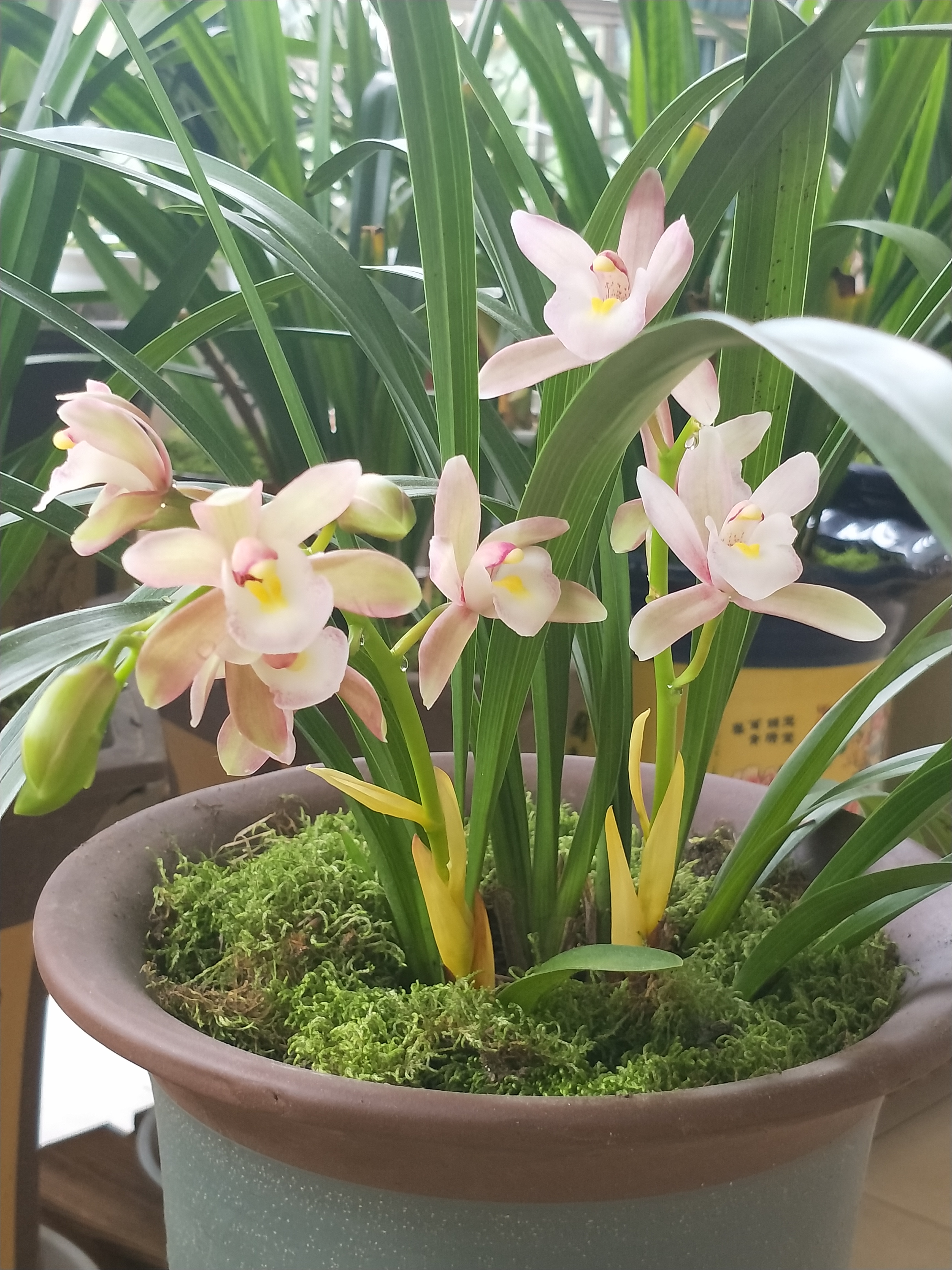 蕙质兰心