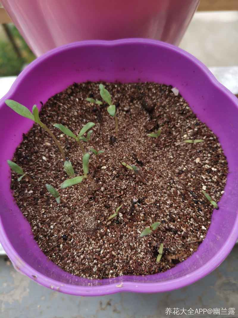 各位大神请问这个是满天星的小苗嘛