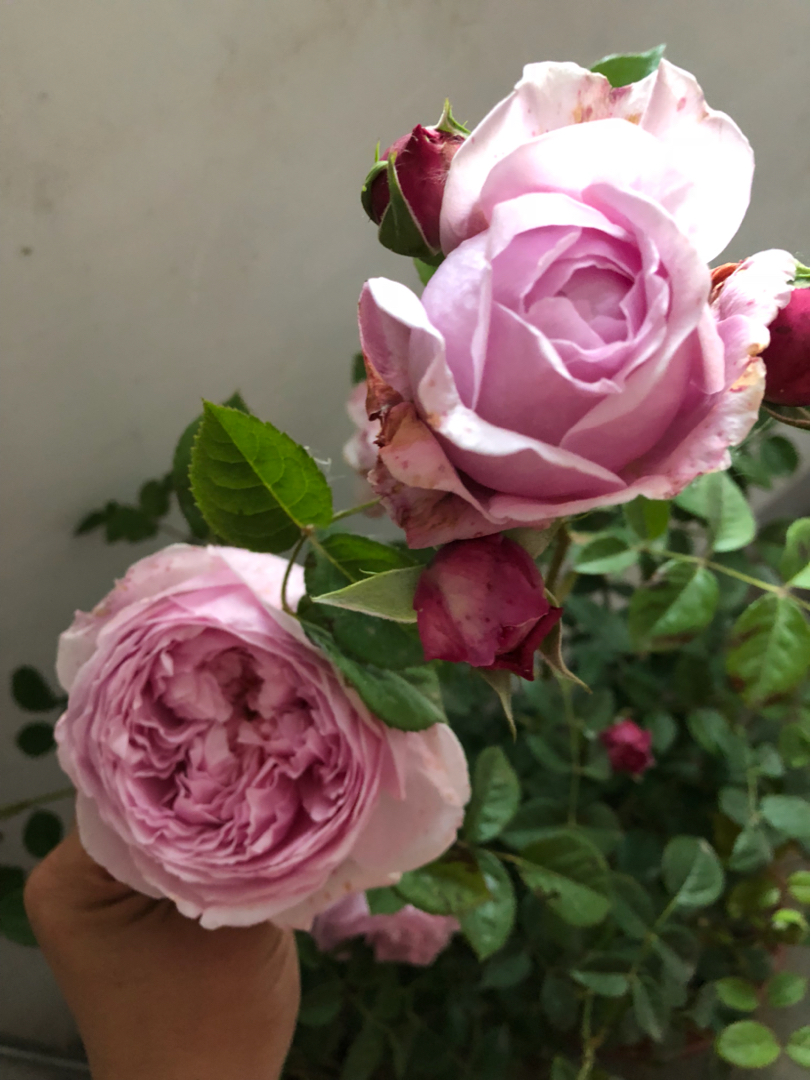 月季——欧月系列之自由精神