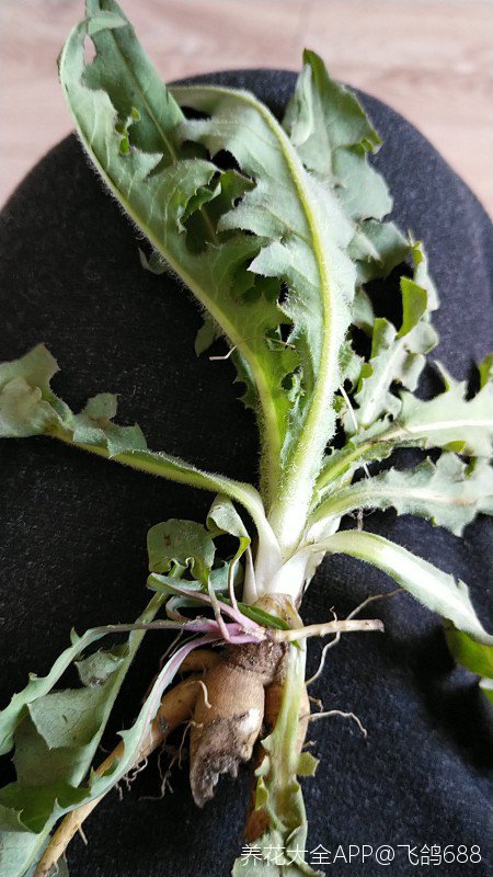 帮忙辨认一下这是不是蒲公英