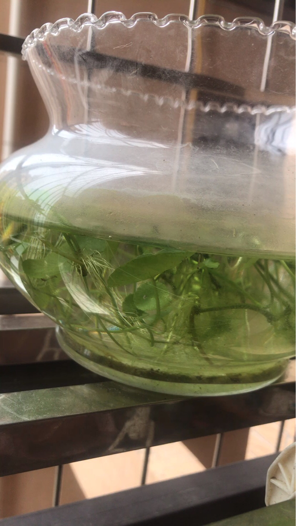铜钱草里面有小虫子怎么办求解