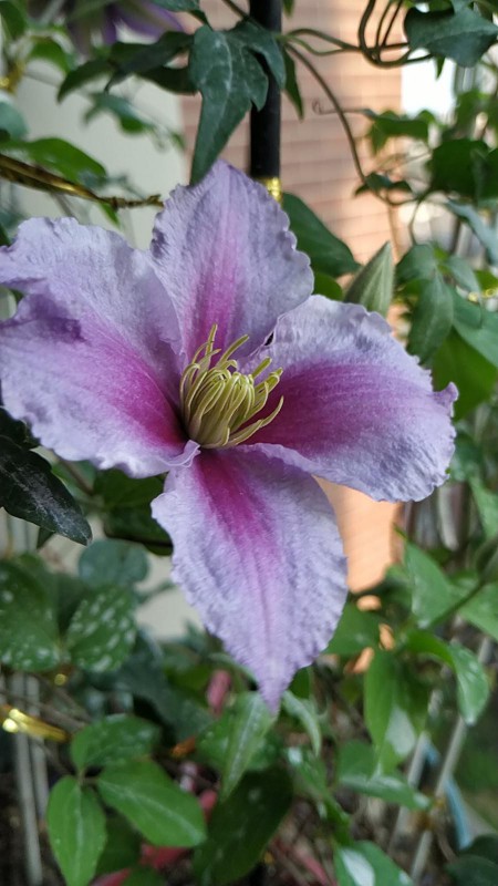 我的铁线莲说是典雅紫怎么是这个样子