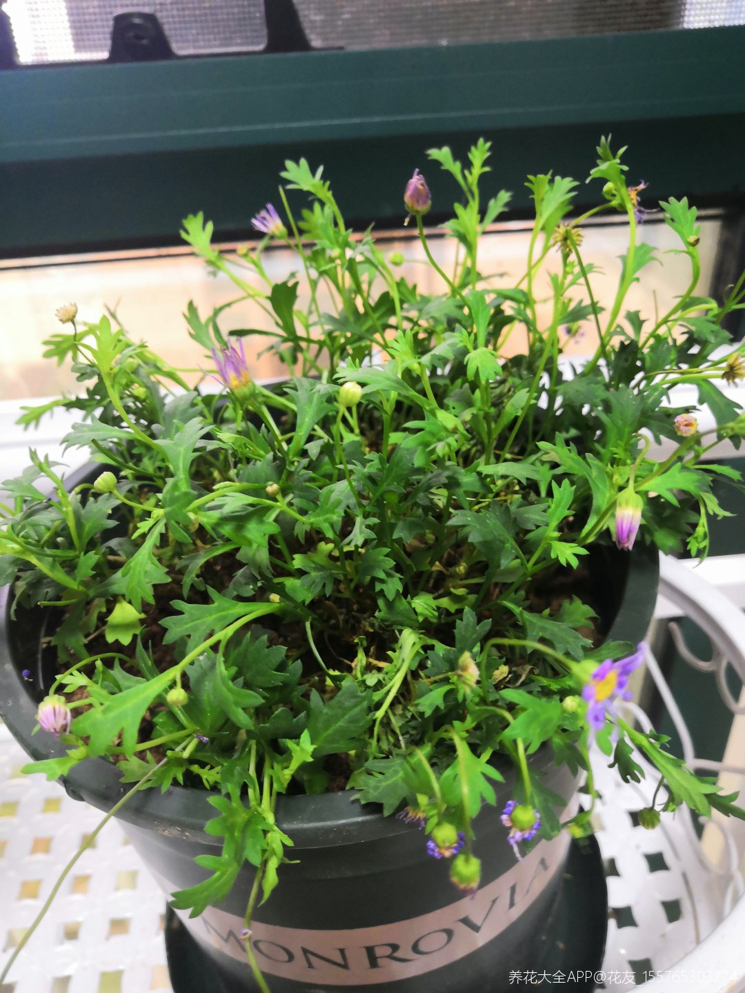 姬小菊变成这样了,根部都干枯了,但是盆土一直是湿润的放大缩小正文