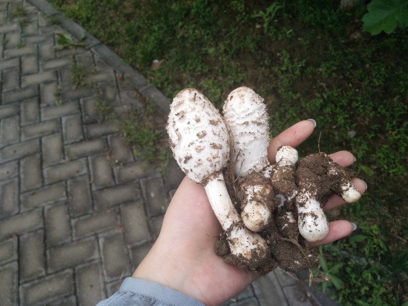 一个奇怪的蘑菇