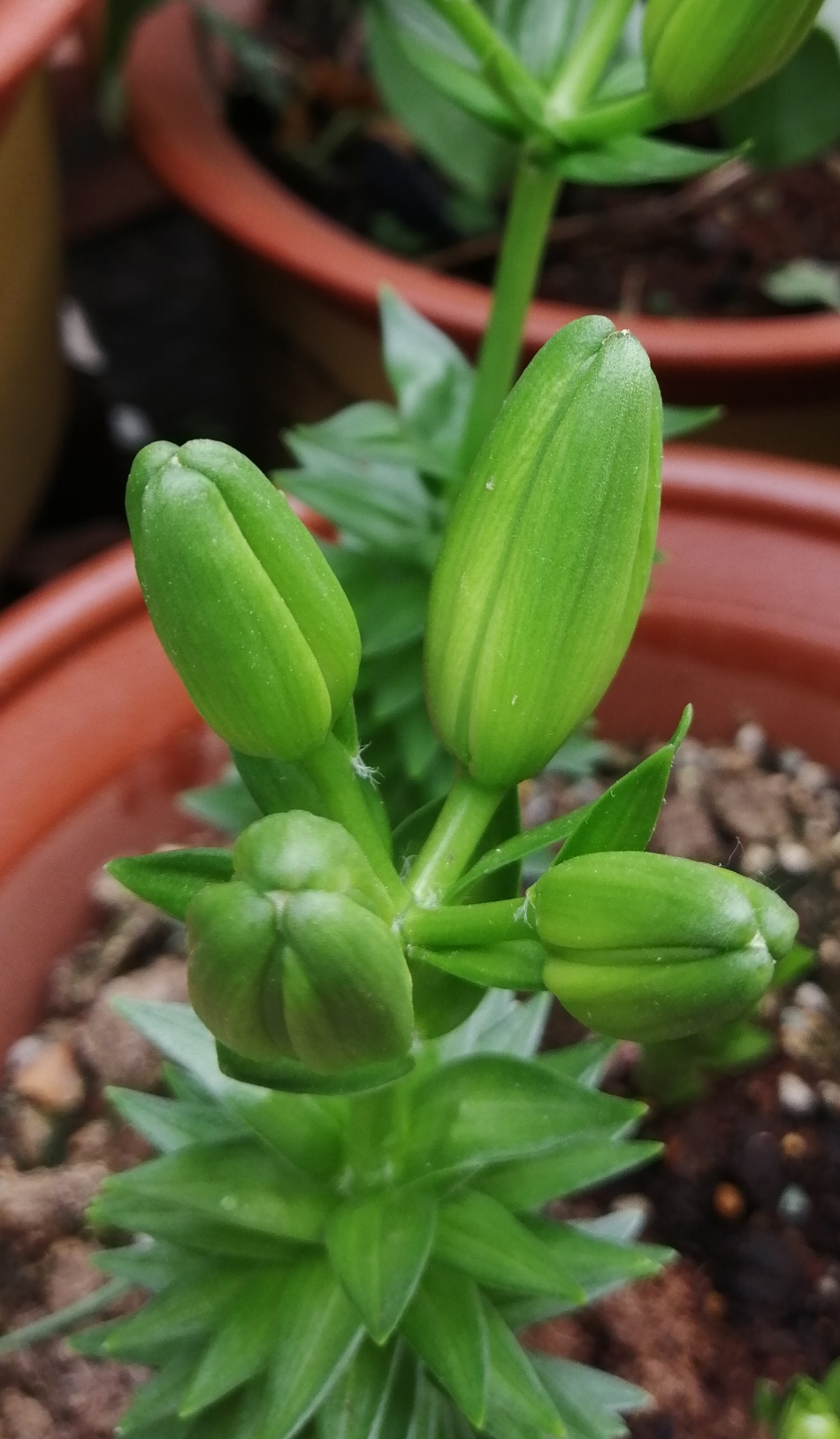 4月種的百合現花苞茄子開花了西紅柿長得壯實兩顆五果有雞蛋這麼大了