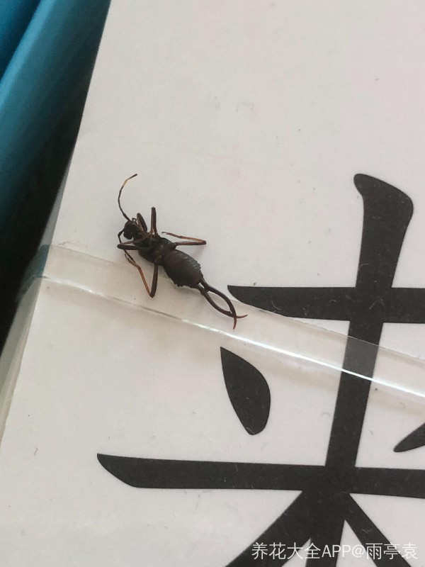 家里突然出现了好些这种尾部有两根长刺的虫子 请问这是什么虫 尾巴长刺的毛毛虫 双偶网
