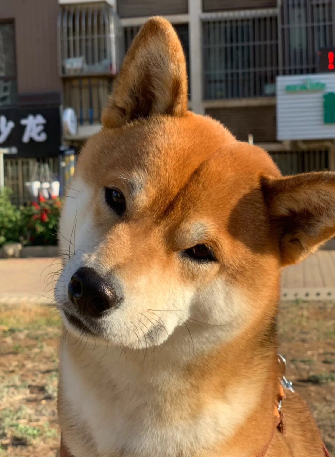 一波歪头杀,送给各位