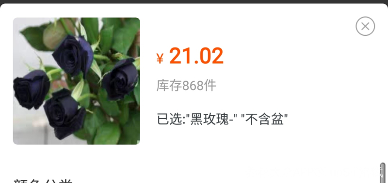 洛轼 养花贴士 网购月季花苗你一定要知道的重点 必看