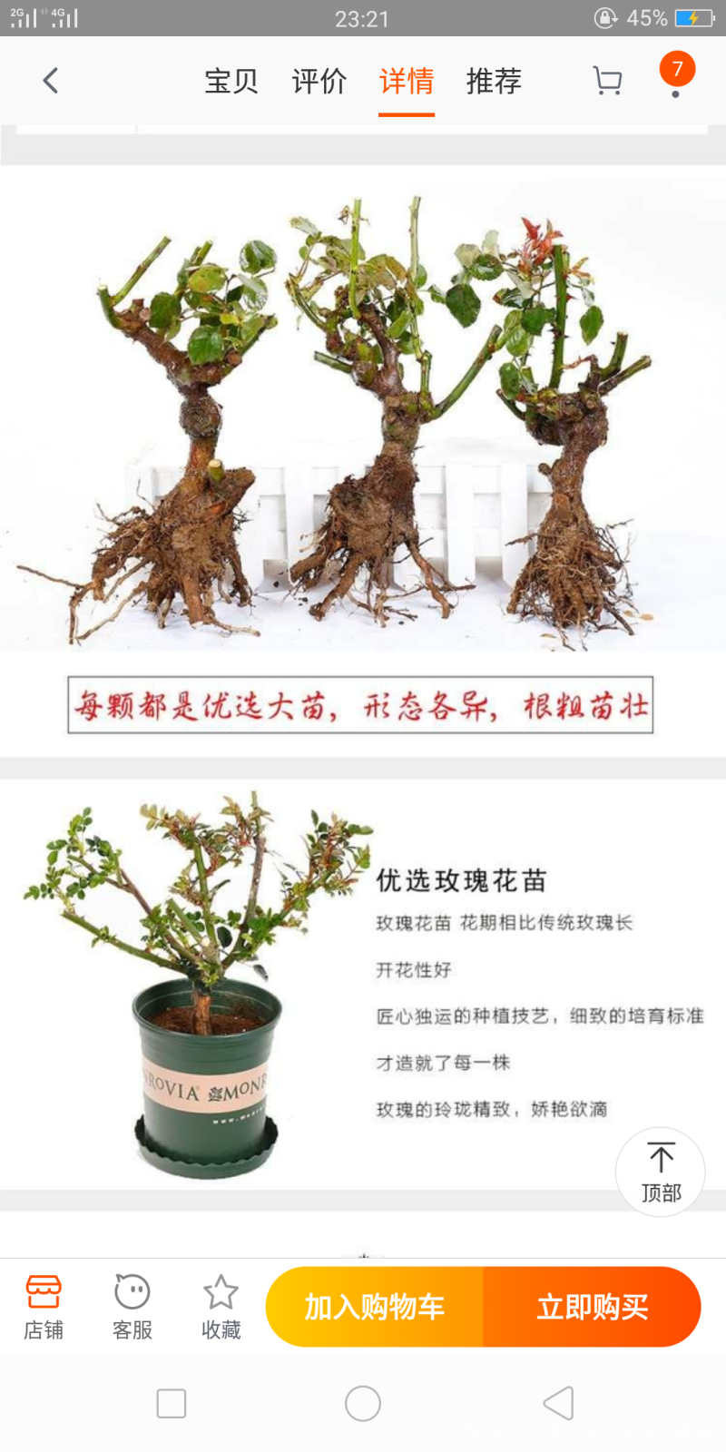 洛轼 养花贴士 网购月季花苗你一定要知道的重点 必看