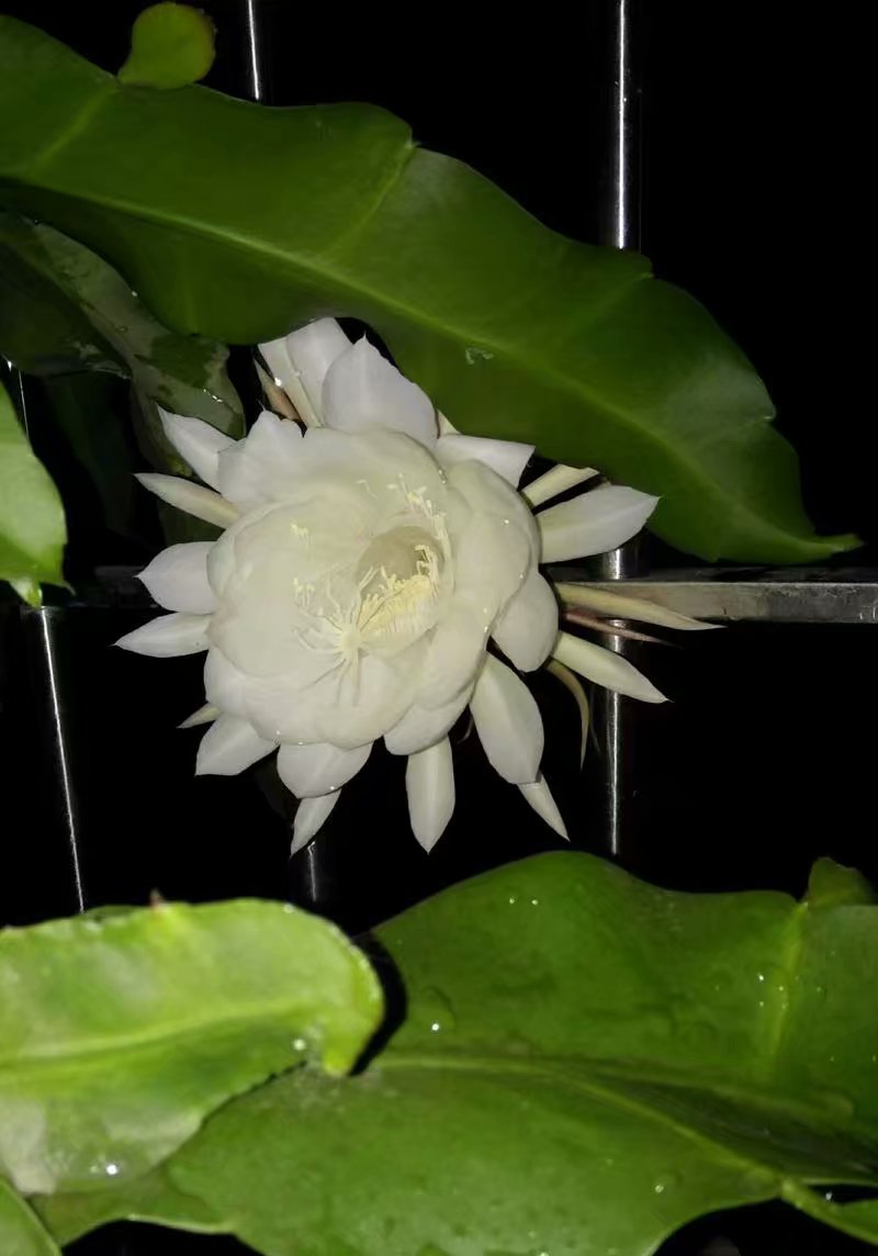 夜晚的昙花一现