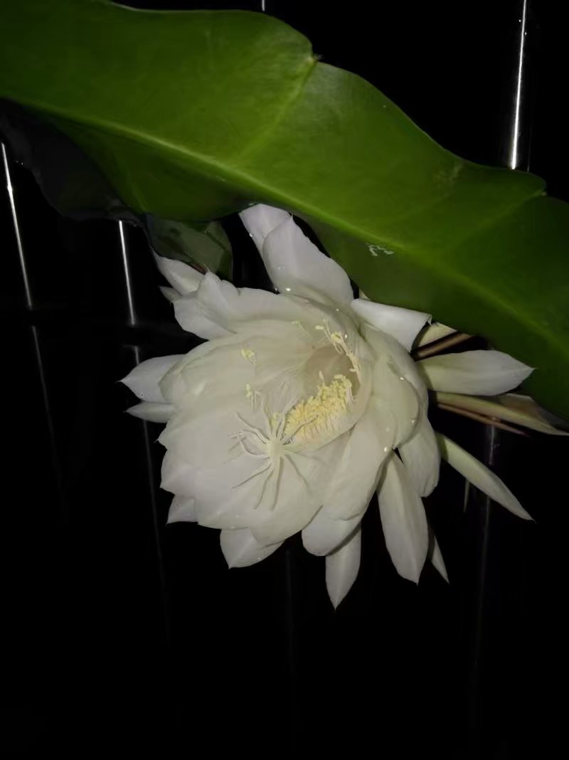 夜晚的昙花一现