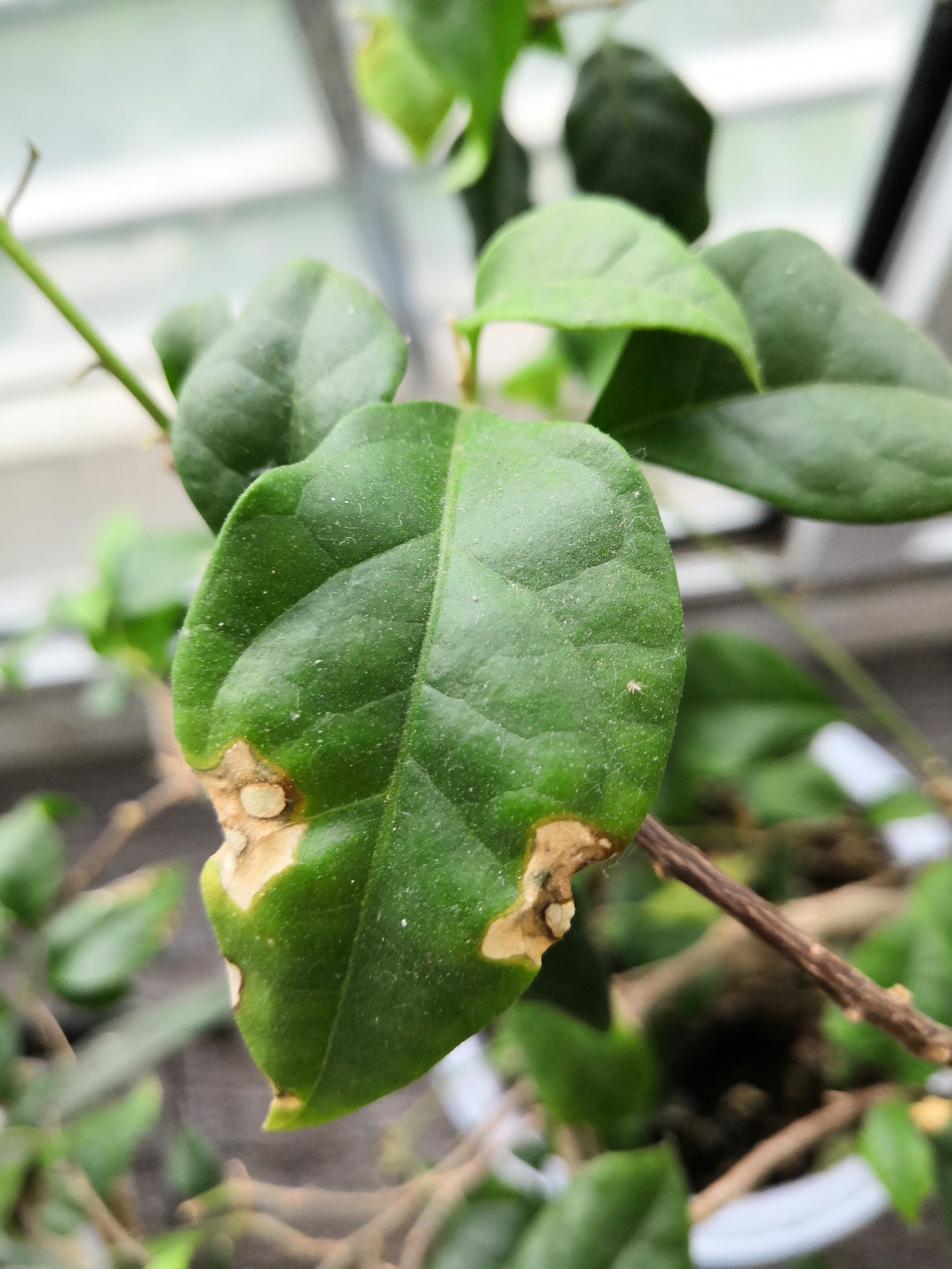 请教花友关于三角梅黄叶