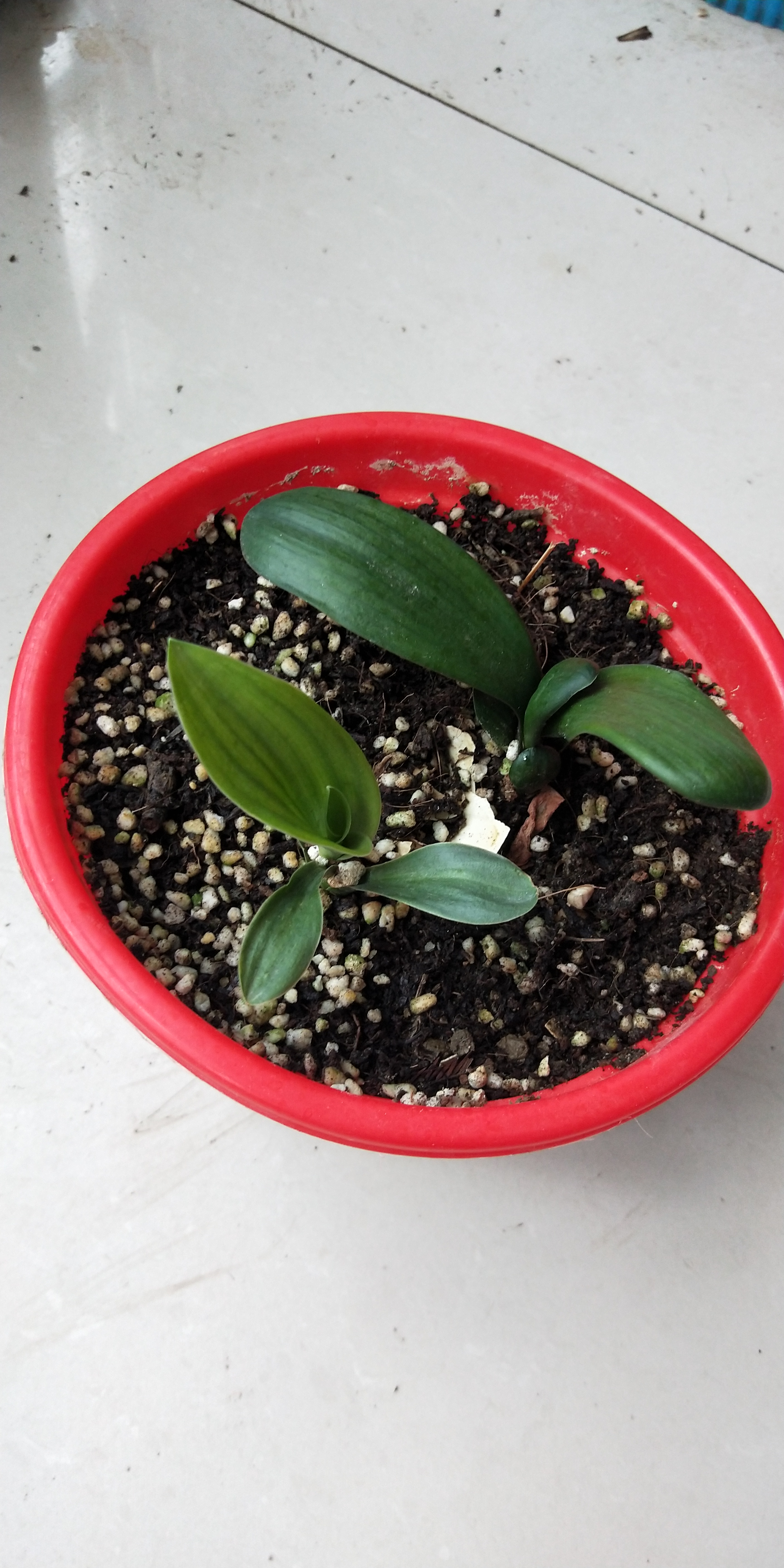 君子兰发芽一年啦