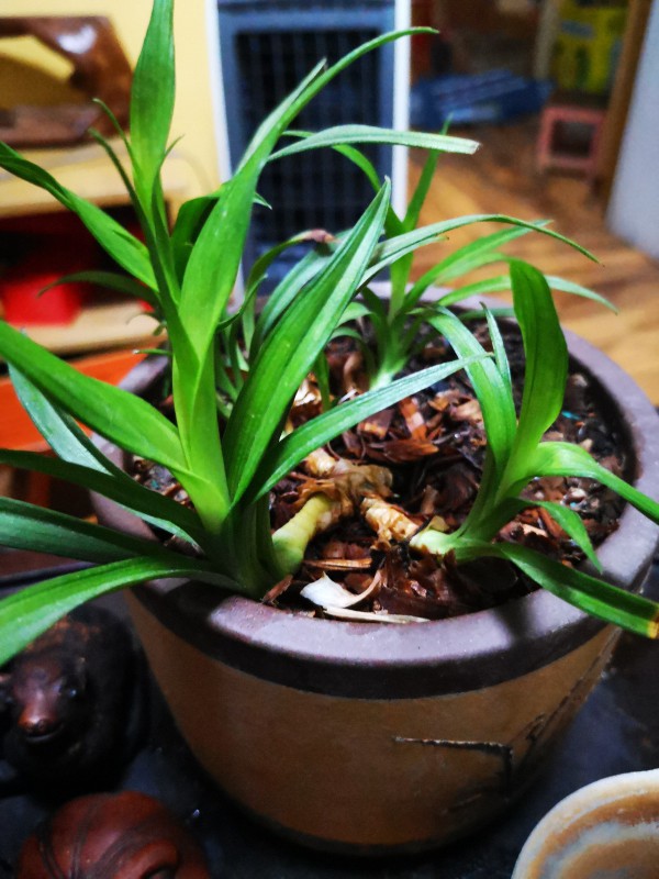 请教各位花神这是什么花确定是有花