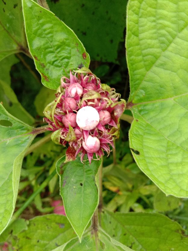 重瓣臭茉莉虽然有点臭但不影响它的颜值