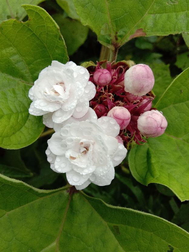 重瓣臭茉莉虽然有点臭但不影响它的颜值