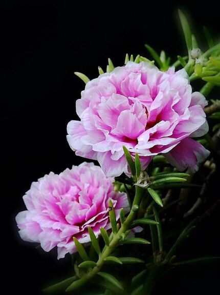 大花马齿苋整理花友养的马齿苋花图共同欣赏