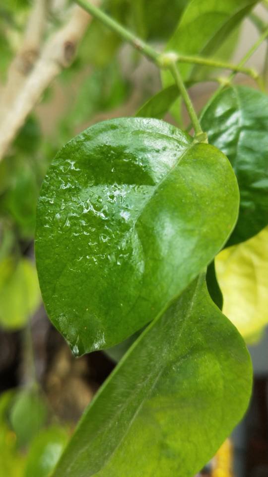 请教大神掉绿叶子什么情况