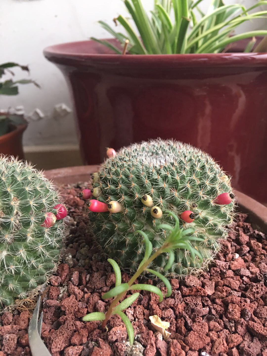 今年养的玉翁只长花骨朵不开花,没几天就干瘪了.请教各位养花大