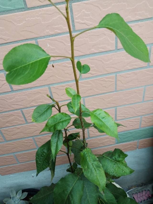 请大家帮忙看看这是什么植物,一直是笔直长高的