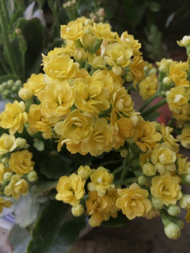 你如此多娇花期如此之短我却对你念念不忘甚是喜欢