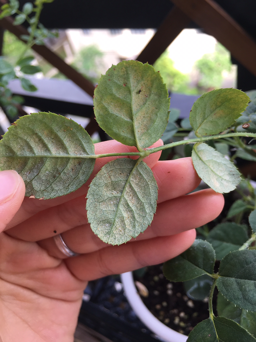 求大神指点玫瑰生病了