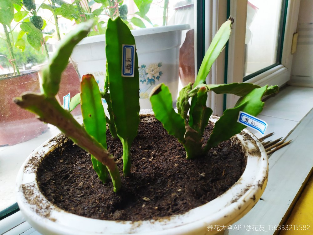 我在淘宝店里买到三棵令箭荷花幼苗,但不能真假,恳请专家老师及花友们