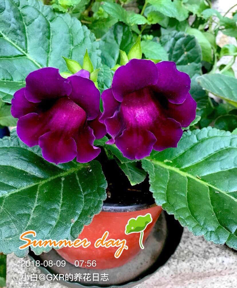 大岩桐叶插我做到了