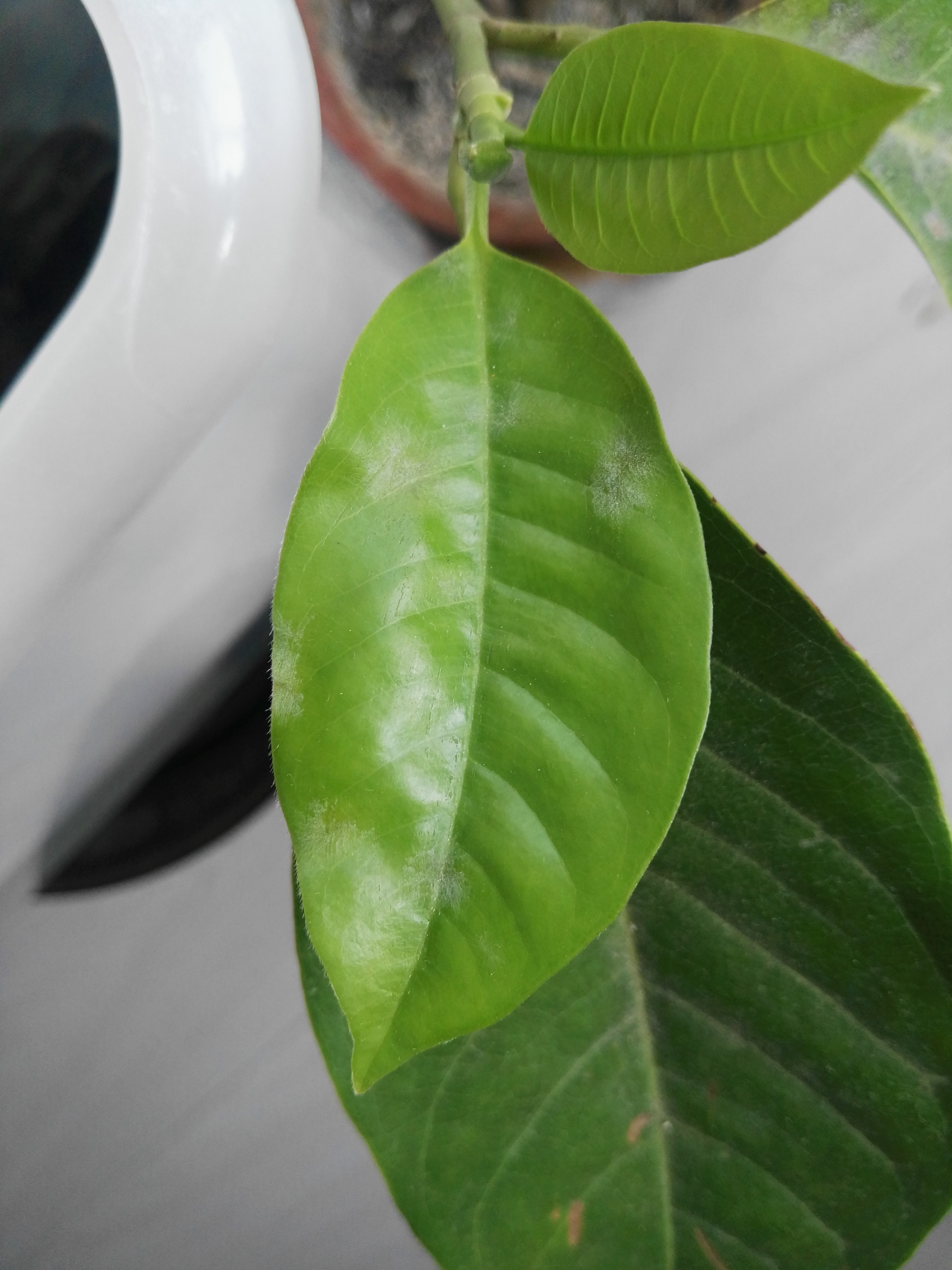 求救各位大神帮忙看看白兰花是得什么病了应该用什么药