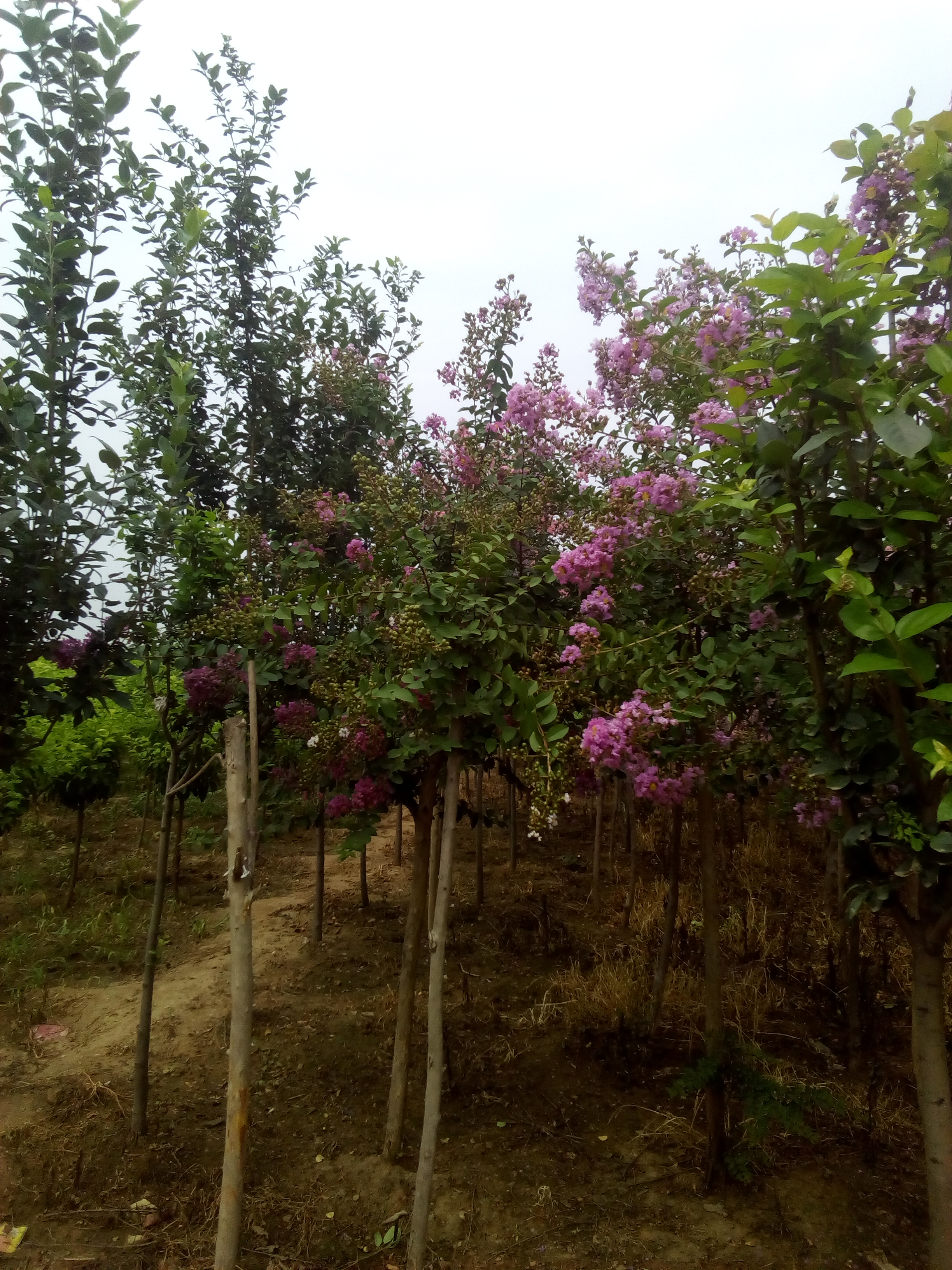 紫薇花樹之園