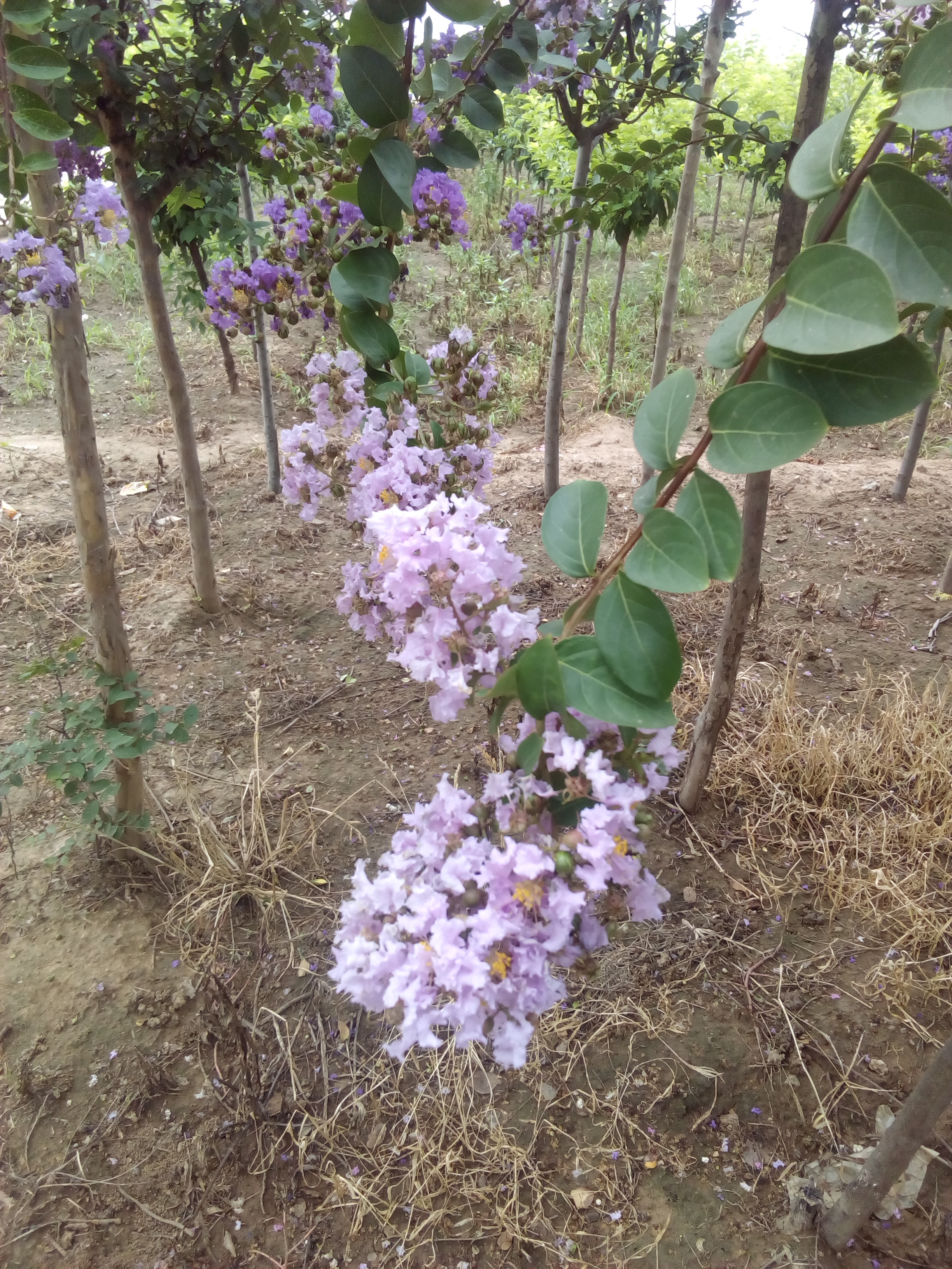 紫薇花樹之園