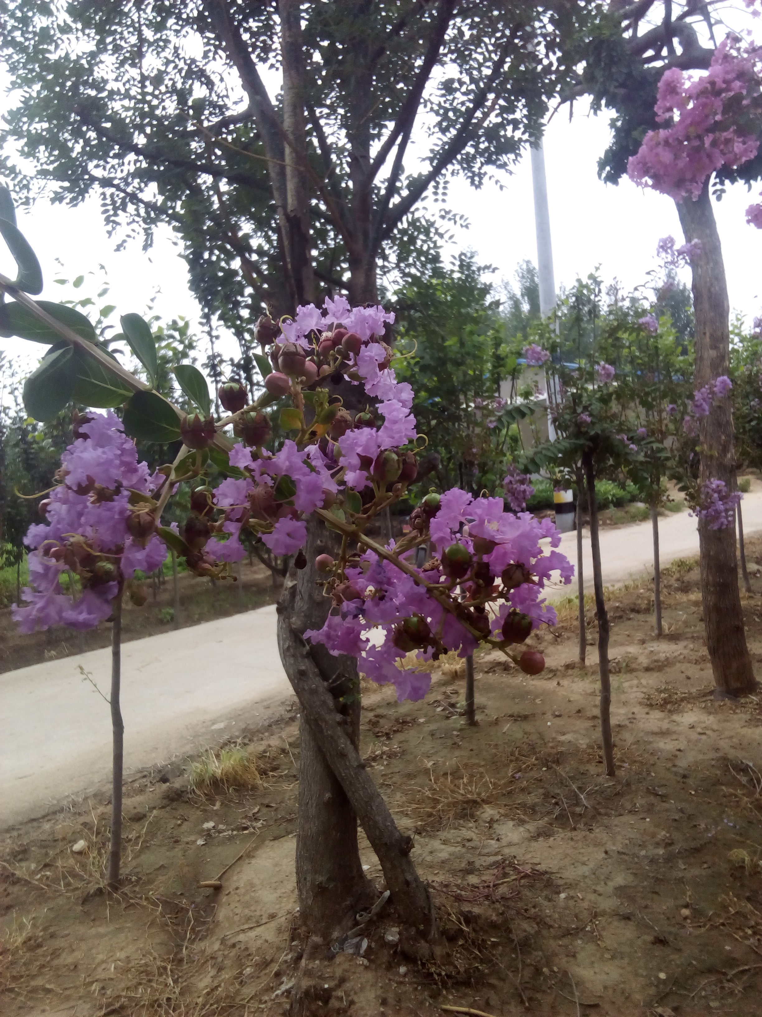 紫薇花樹之園