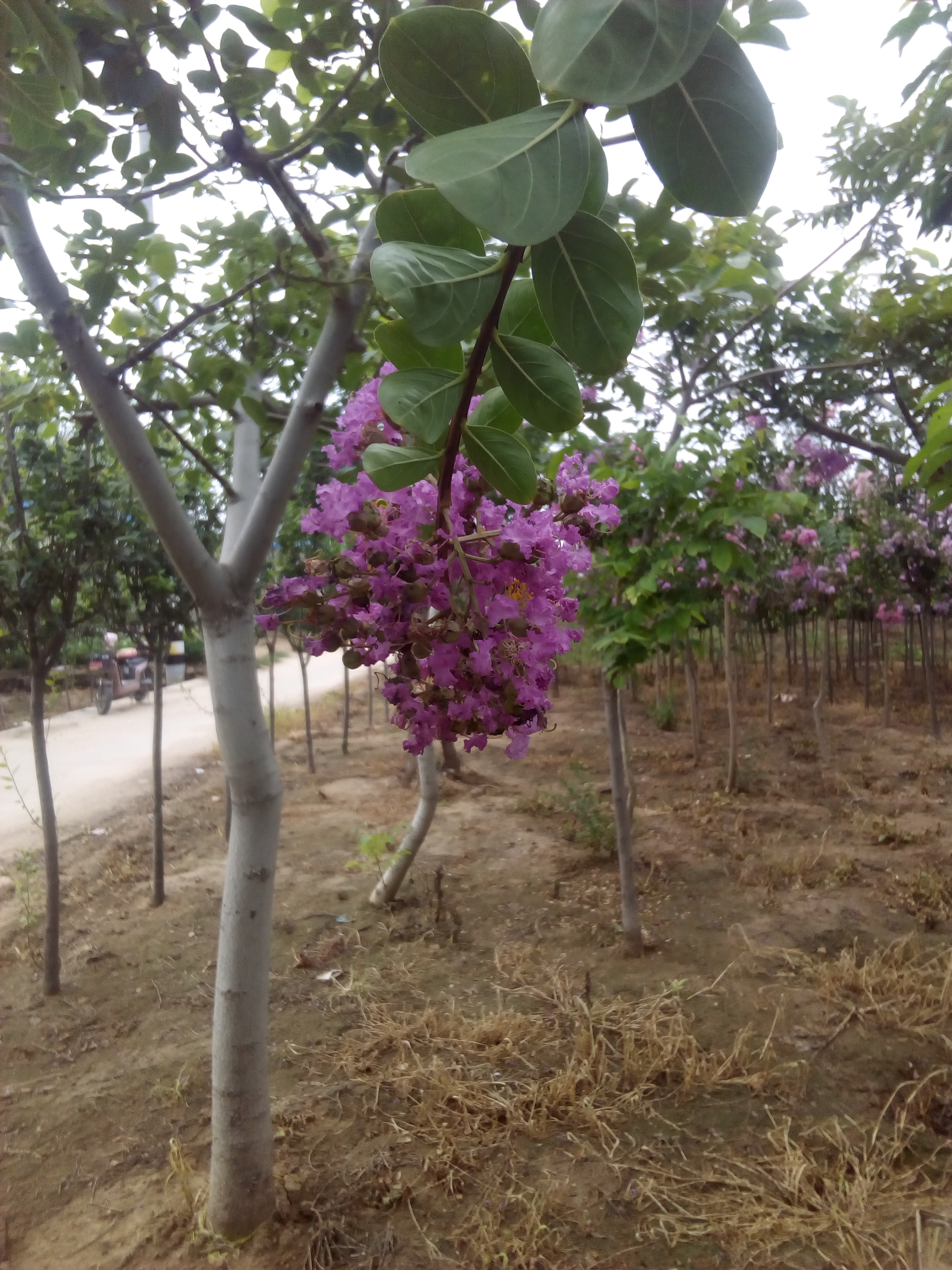 紫薇花樹之園