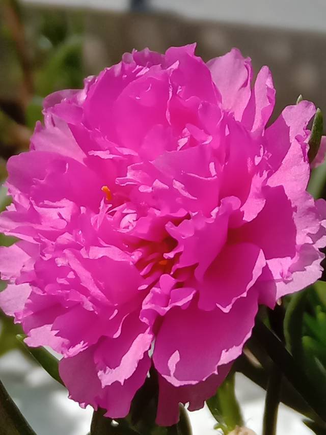 太阳花,松针牡丹
