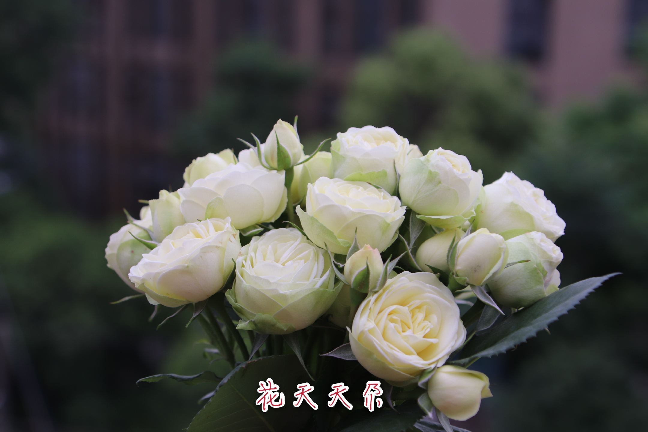 月季花美咲奶龙