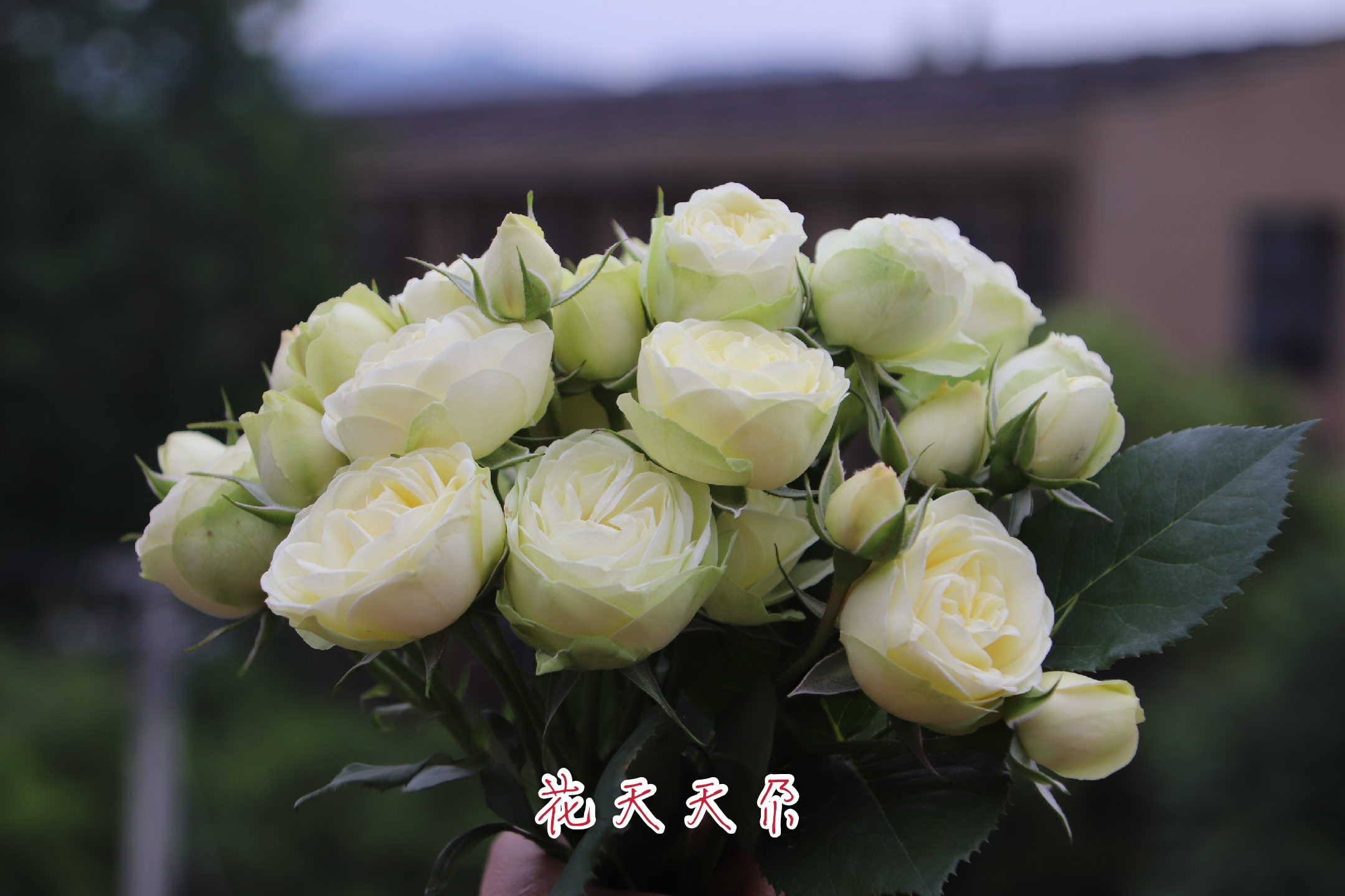 月季花美咲奶龙