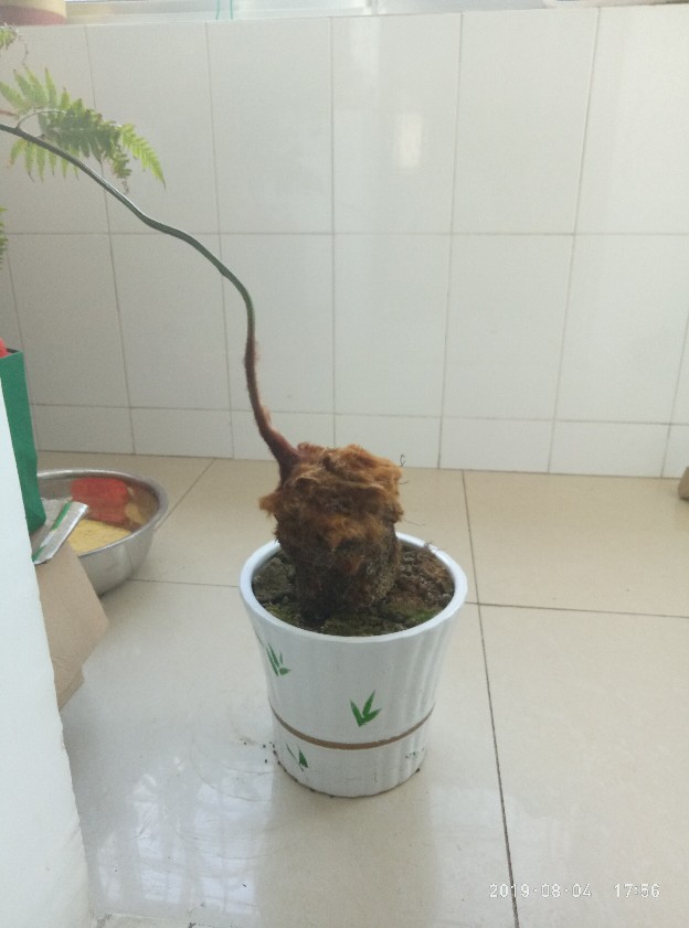 金毛狗蕨叶片枯黄求助