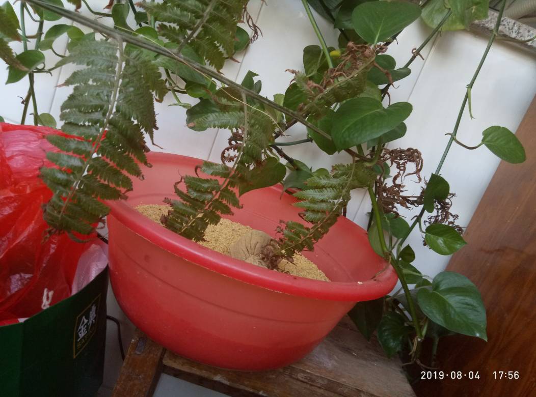 金毛狗蕨叶片枯黄求助