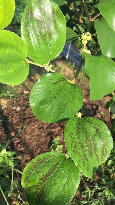 这青枣叶子是得了什么病了吗?