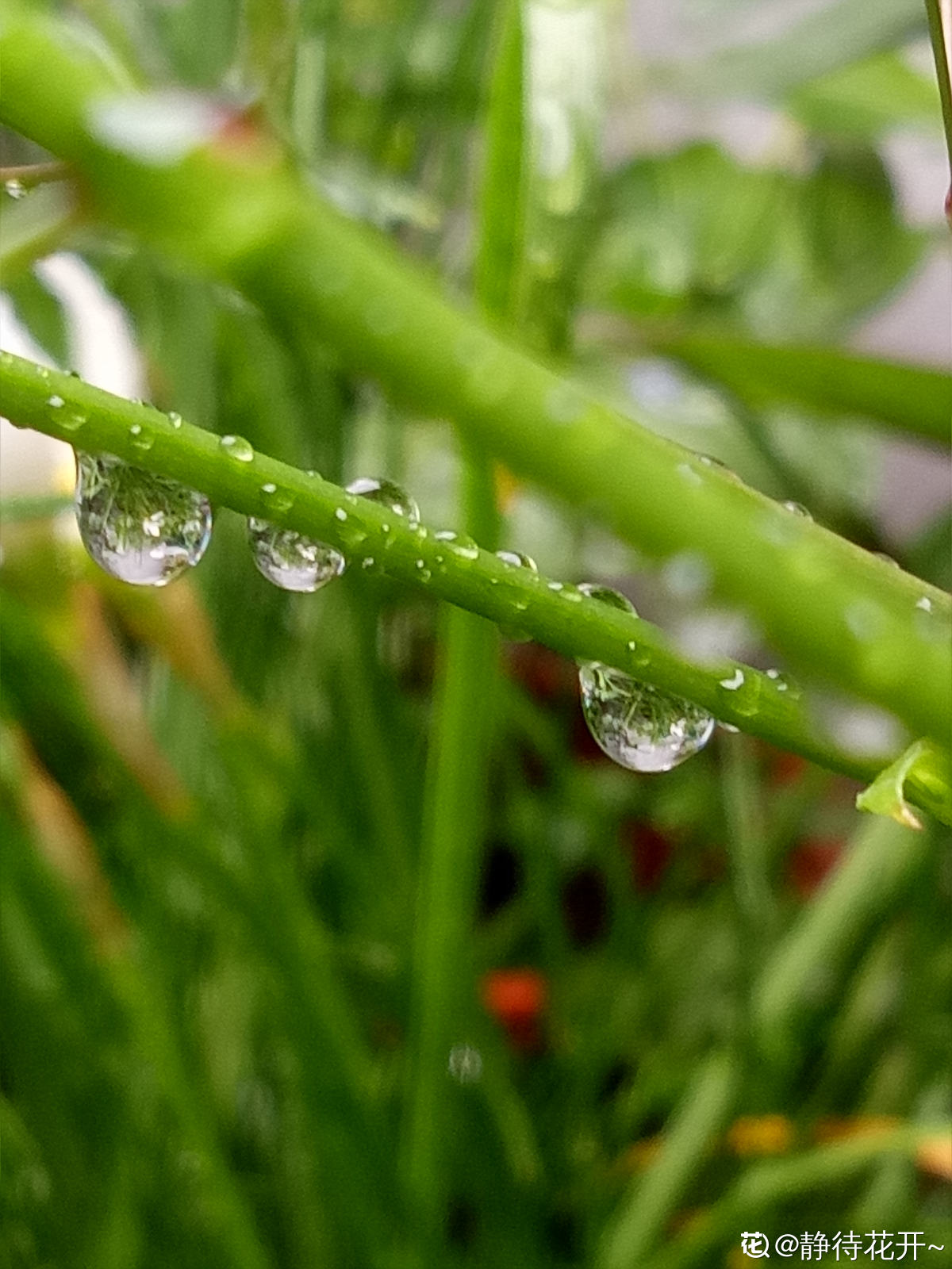 微距】雨后的花草（2）摄影图片】生态摄影_太平洋电脑网摄影部落
