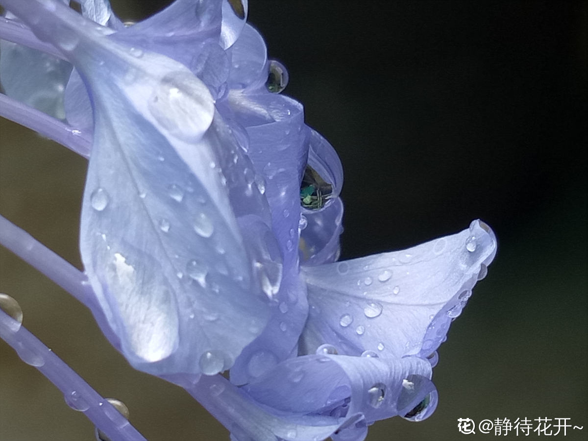 【雨中花朵摄影图片】宕昌生态摄影_方寸园_太平洋电脑网摄影部落