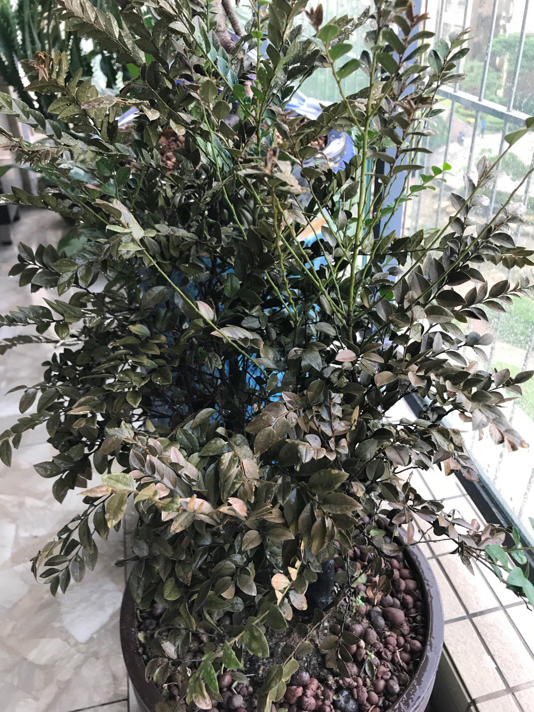 小叶紫檀叶子焦黄什么原因造成的