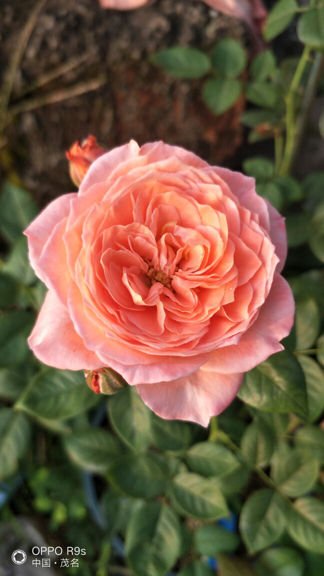 养花是一种心情一种生活的态度花草皆是有灵性的你用一种怎