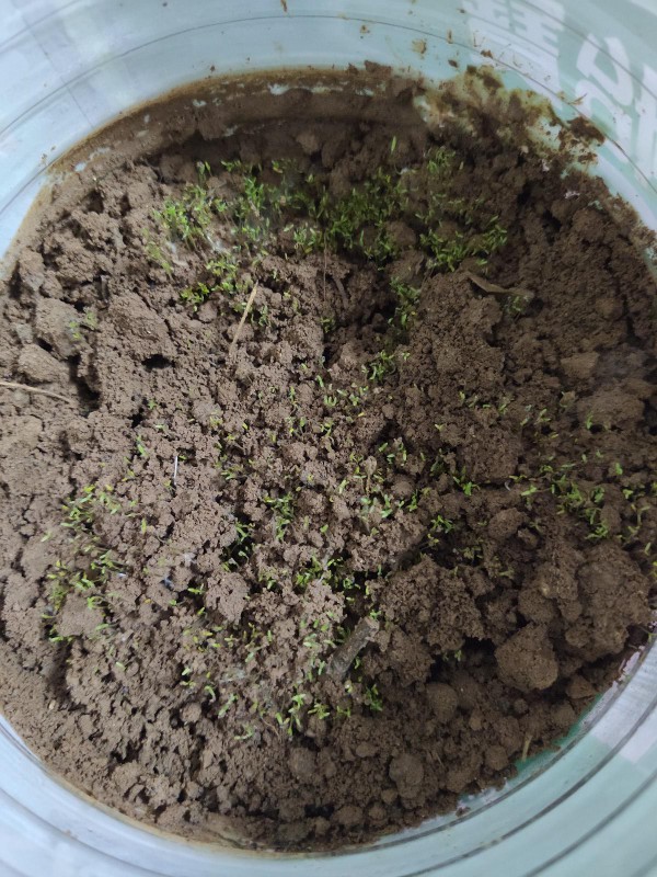 太阳花幼苗蔫了怎么办