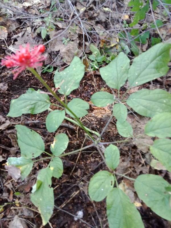 花友问答 这是什么植物百度花友