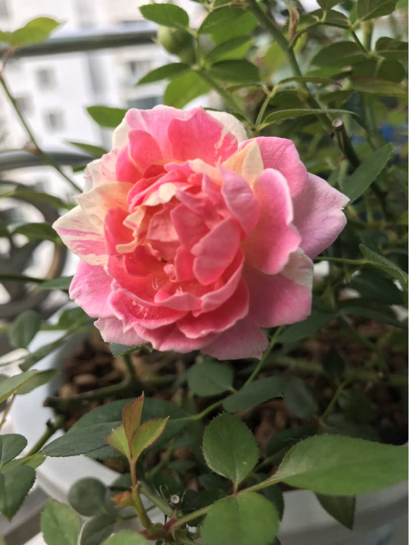 月季一一薄荷冻糕