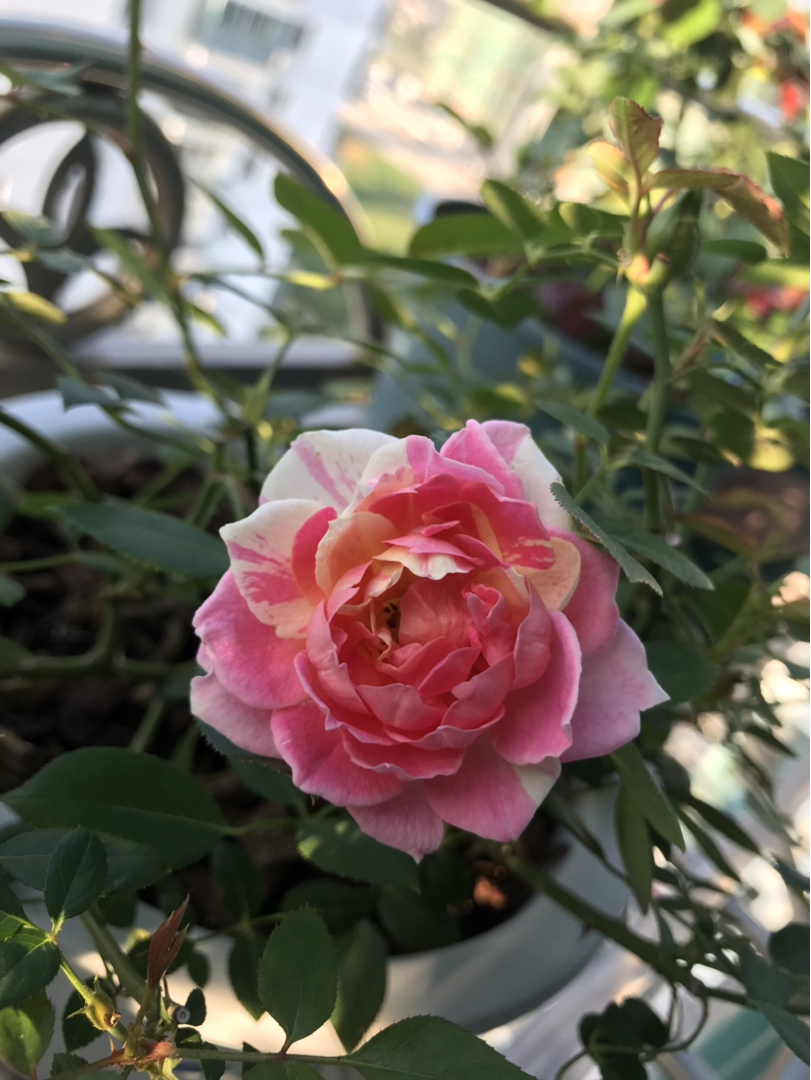 月季一一薄荷冻糕