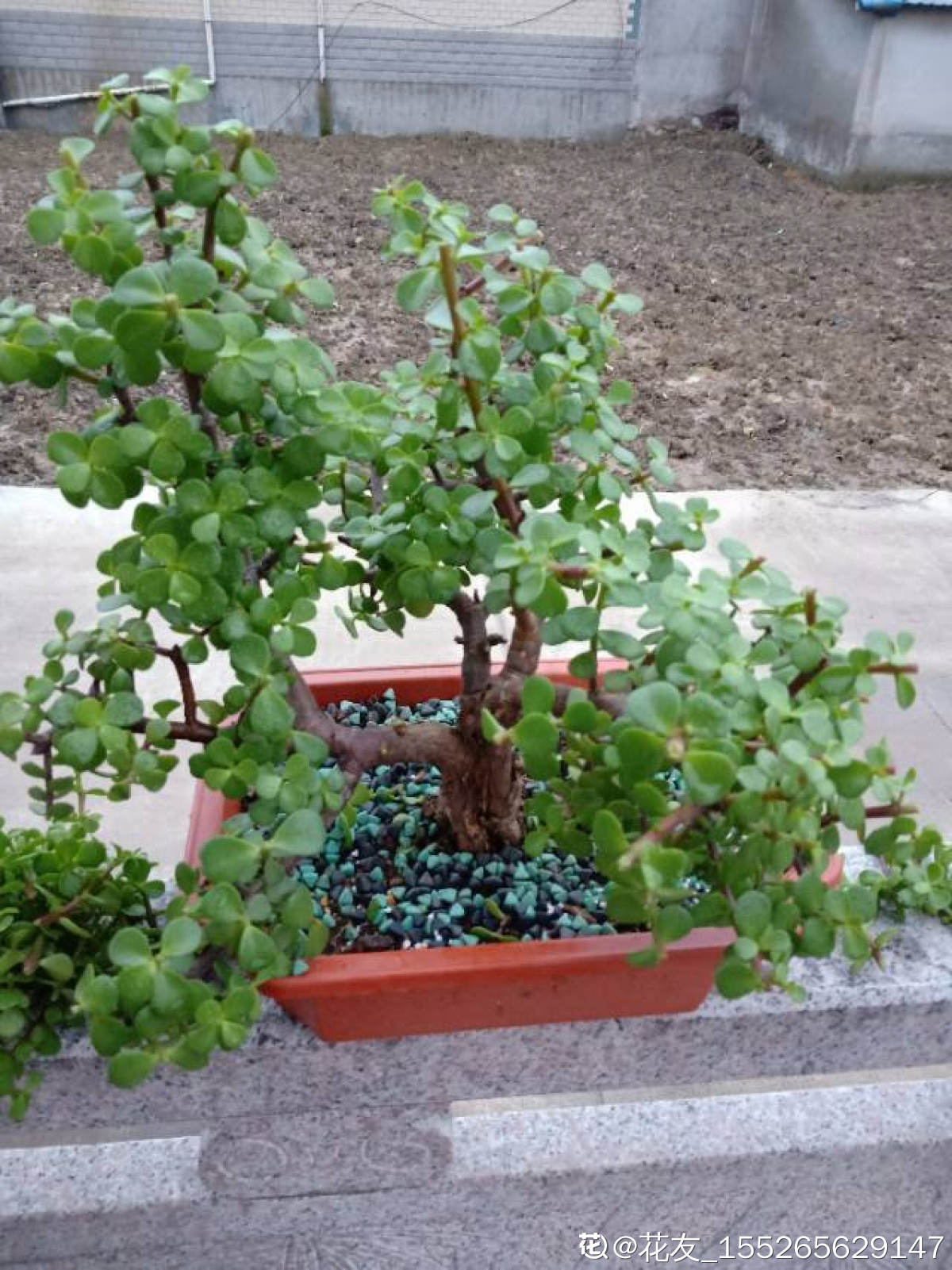 养了五年的金枝玉叶